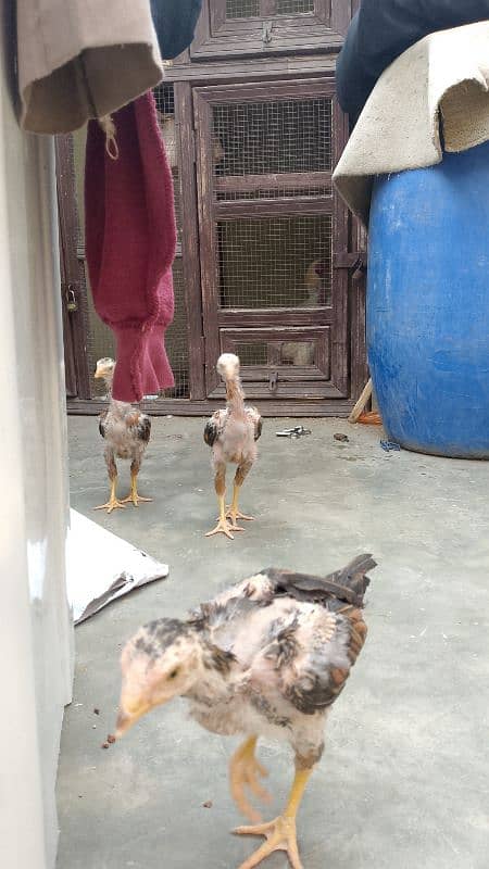 jageeri aseel and Heera cross chicks for sell 2