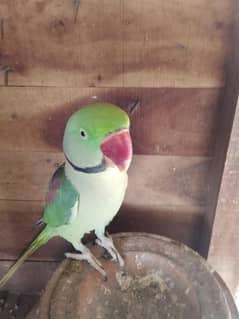 raw parrot healthy active and friendly for sale