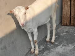 Gulabi Tedn for sale