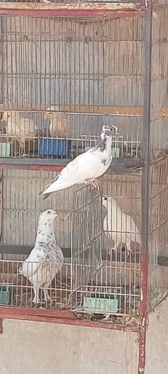 2 pair of pigeons and 1 single