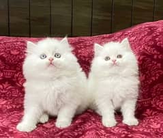 Persian kittens triple coat pair for sale contact whatsap 03095180992