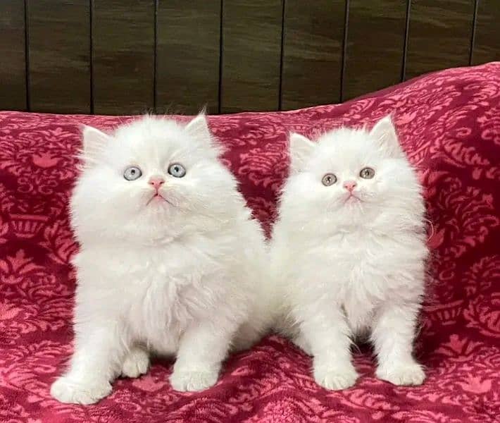 Persian kittens triple coat pair for sale contact whatsap 03095180992 0