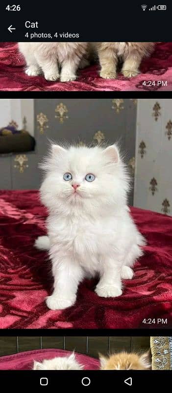 Persian kittens triple coat pair for sale contact whatsap 03095180992 1