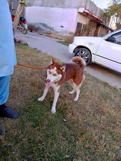 Siberian Husky Female