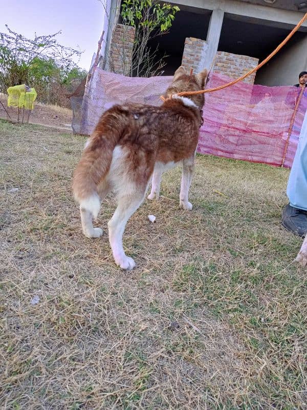 Siberian Husky Female 2