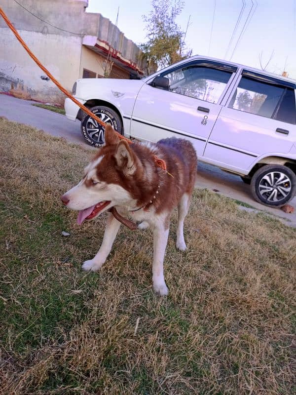 Siberian Husky Female 3