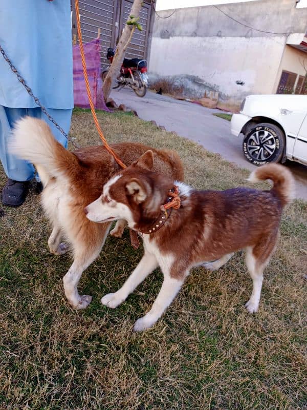 Siberian Husky Female 4