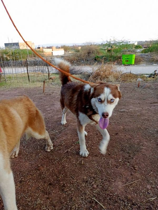 Siberian Husky Female 5