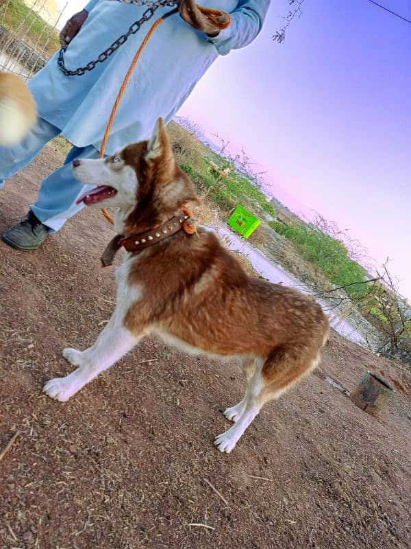 Siberian Husky Female 6