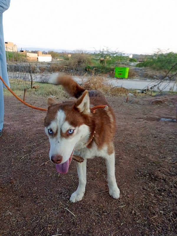 Siberian Husky Female 7