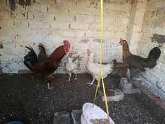 Healthy Golden Misri Hens (5 Female) for Sale – Excellent Layers!