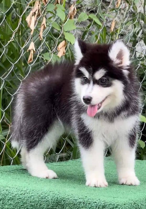 Siberianhusky puppie 1