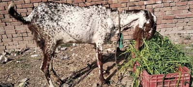 makhi chini goat for sell