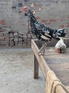 Pure Pakoyi