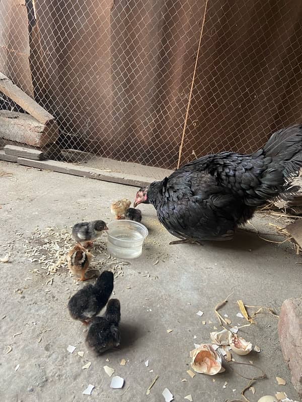 Aseel female with 7 chicks 0