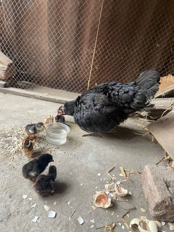 Aseel female with 7 chicks 1