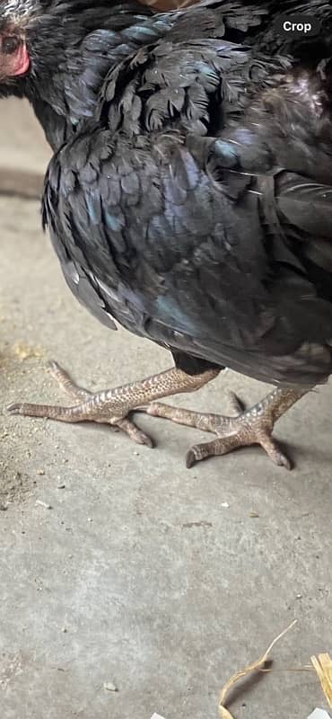 Aseel female with 7 chicks 2