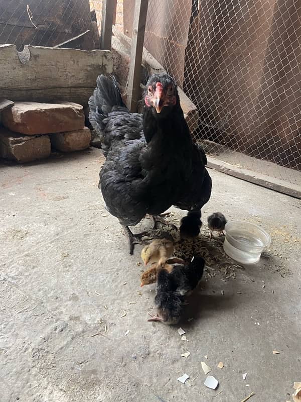 Aseel female with 7 chicks 4