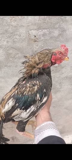 beautiful and aseel birds for sale