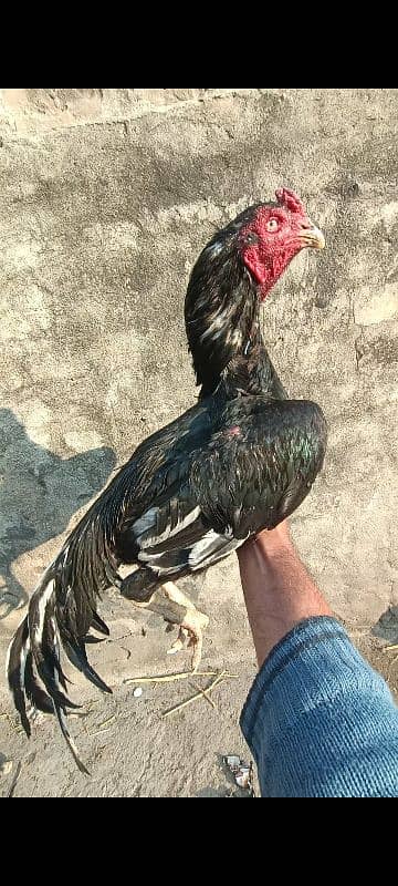 beautiful and aseel birds for sale 2