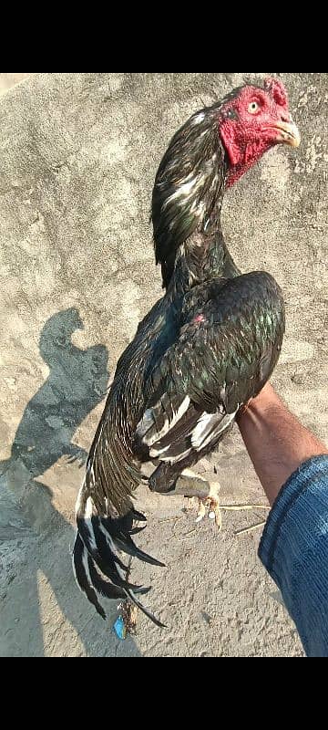 beautiful and aseel birds for sale 3