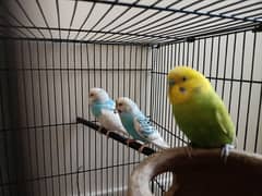 1 pair  1 parot