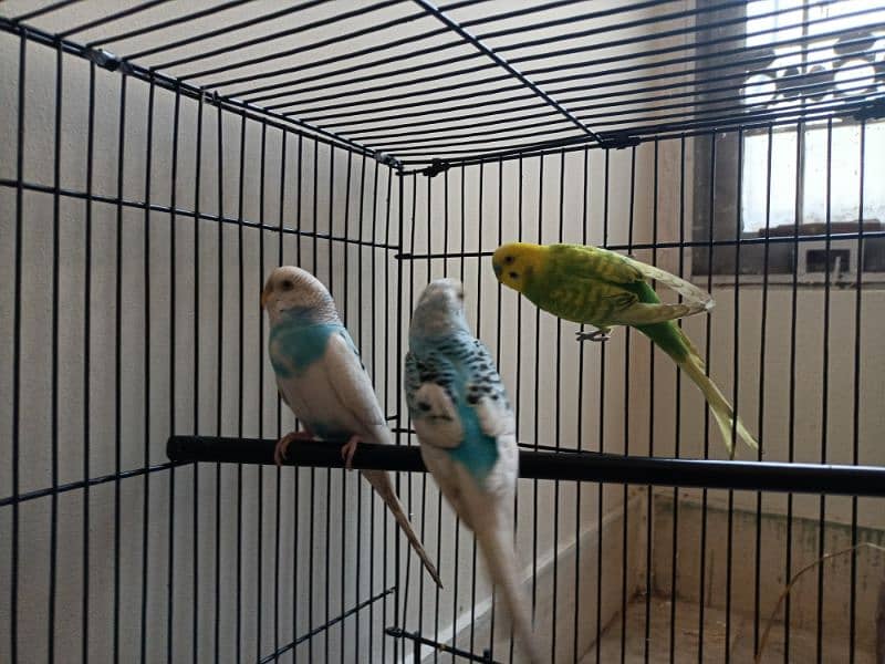 1 pair  1 parot 1