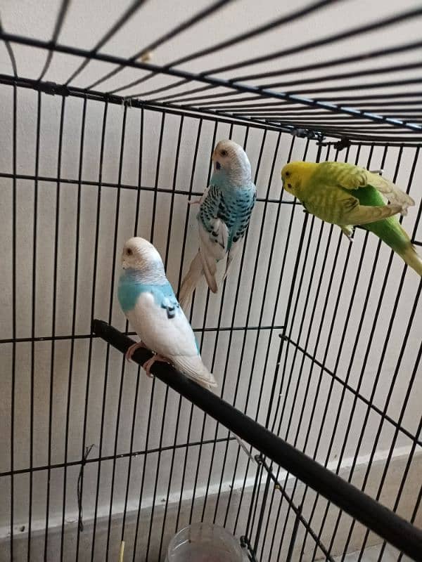 1 pair  1 parot 2