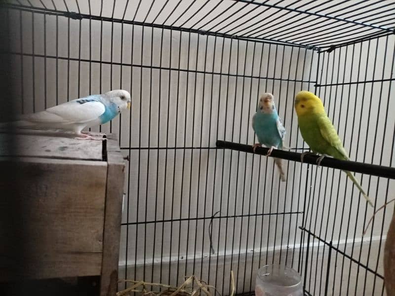 1 pair  1 parot 3