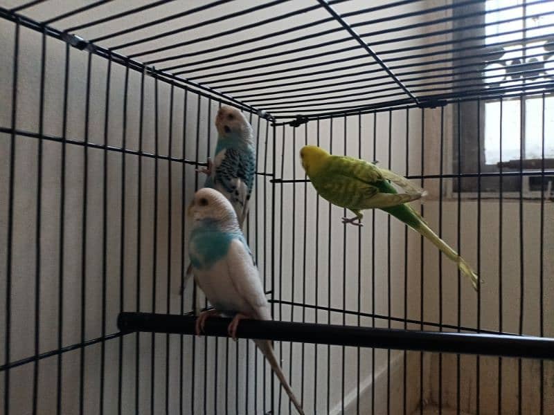 1 pair  1 parot 4