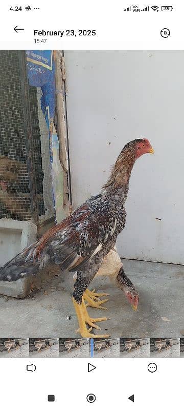 Shamo Male, Female for Sale 6