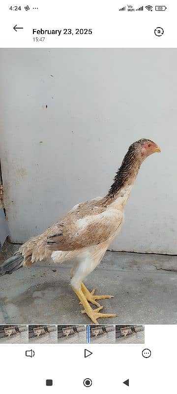 Shamo Male, Female for Sale 7