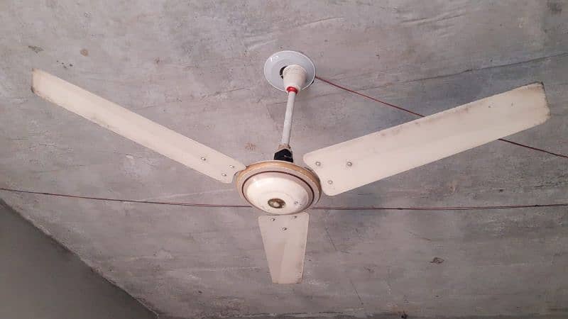 Royal ceiling fan 1