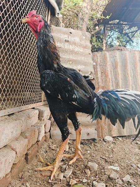 Black O Shamo breeder male | White O Shamo breeder male 1