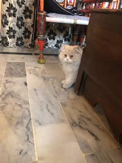 Double Coat Persian Male