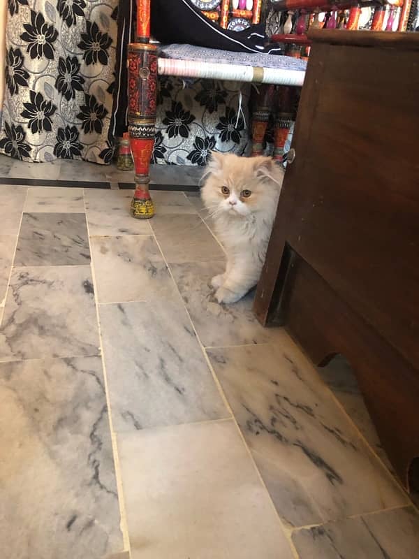 Double Coat Persian Male 0