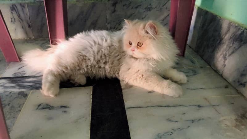 Double Coat Persian Male 1