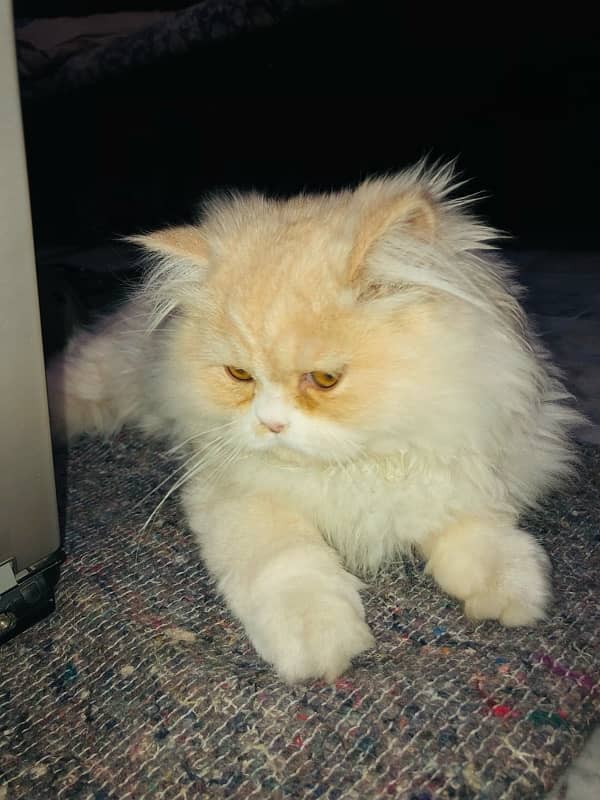 Double Coat Persian Male 2