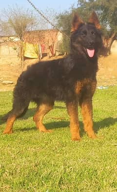 German Shepherd Long Coat Female 5 Moth for Sale