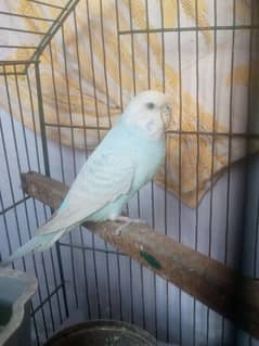 Male budgie breeder