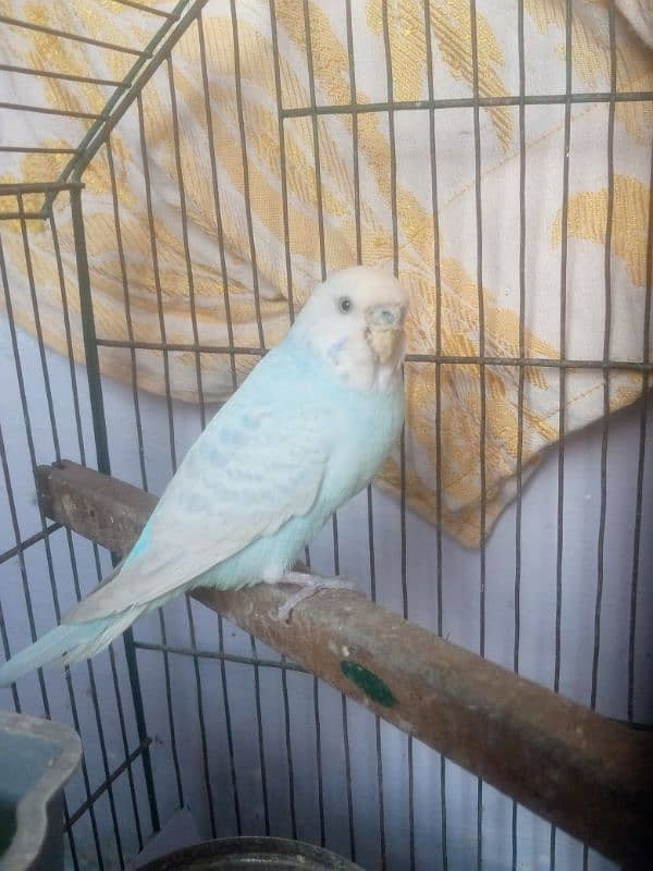 Male budgie breeder 1