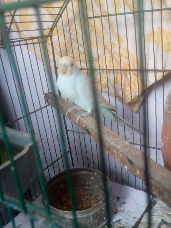 Male budgie breeder 2