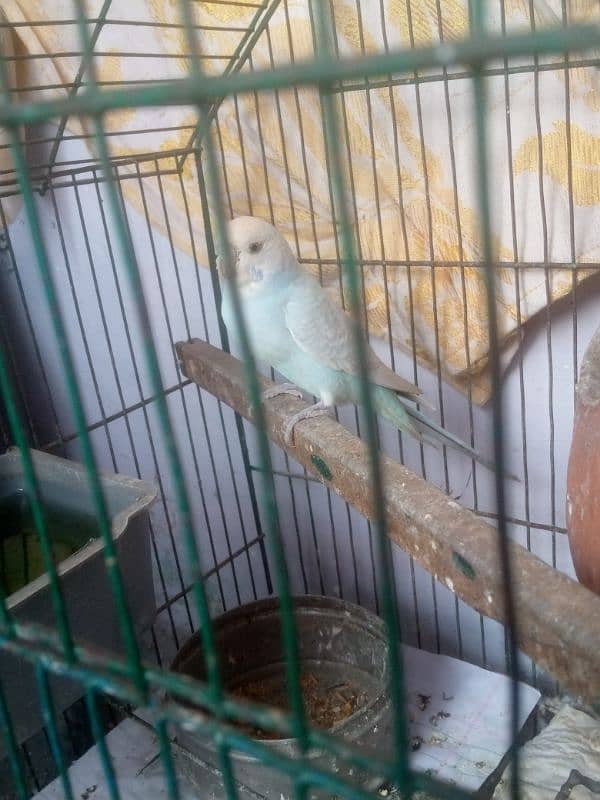 Male budgie breeder 3