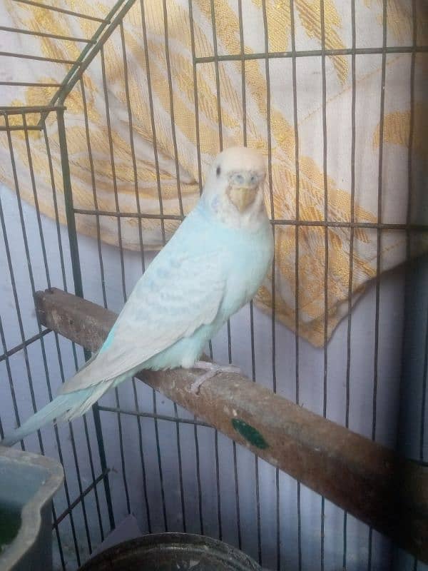 Male budgie breeder 4