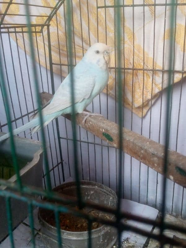 Male budgie breeder 5