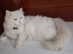 Female Persian cat with colorful eyes