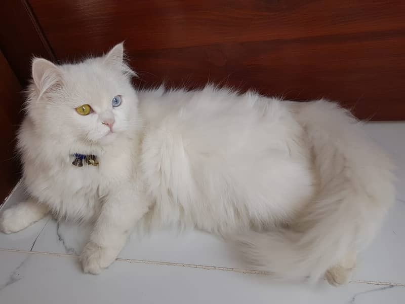 Female Persian cat with colorful eyes 0