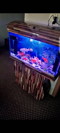 Fish aquarium