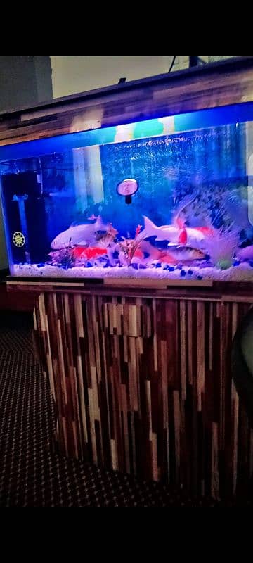 Fish aquarium 1