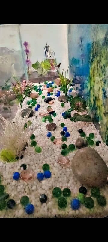 Fish aquarium 4